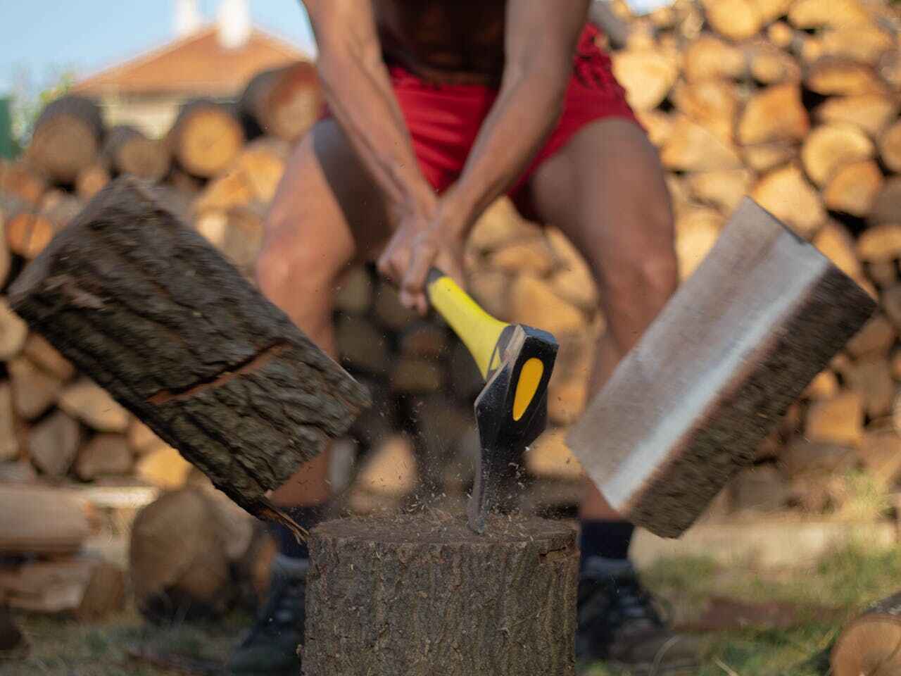 Tree Health Inspection in Frisco, CO